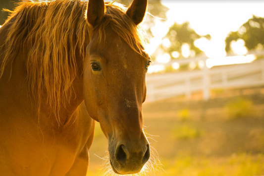 Essential Horse Riding Tips for Beginners