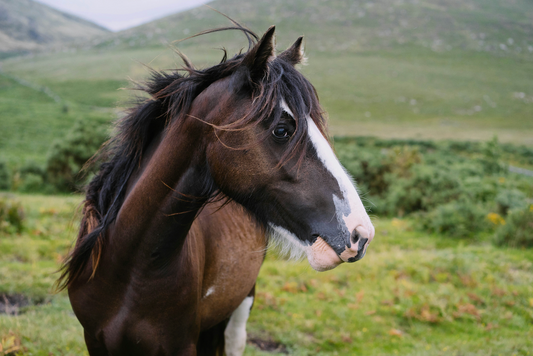 Understanding Horse Stirrups: What They Are and Their Purpose