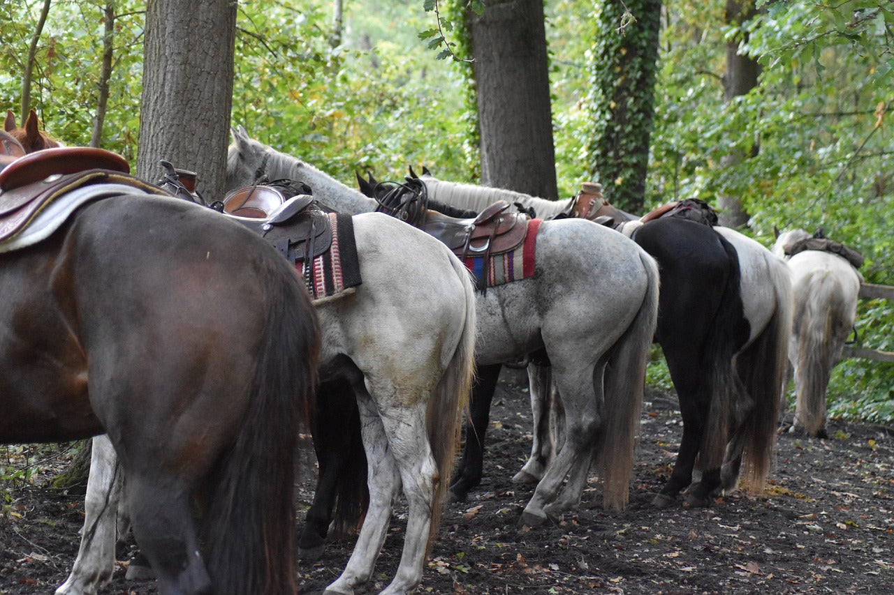 Exploring Western Saddles: Types and Their Uses